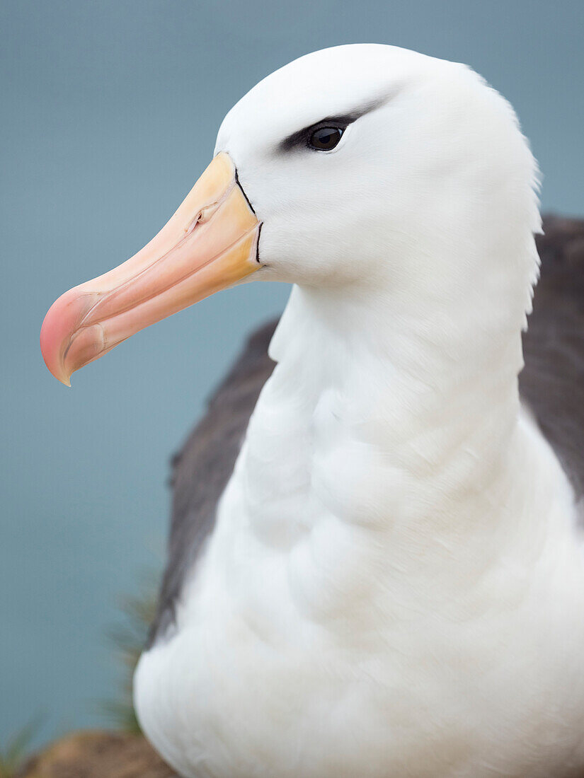 Black-browed albatross, Falkland Islands.