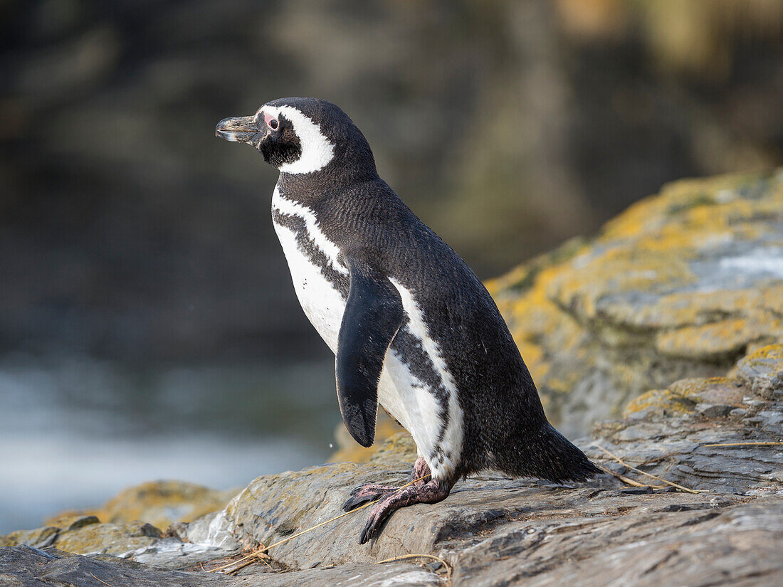 Magellanpinguin, Falklandinseln.