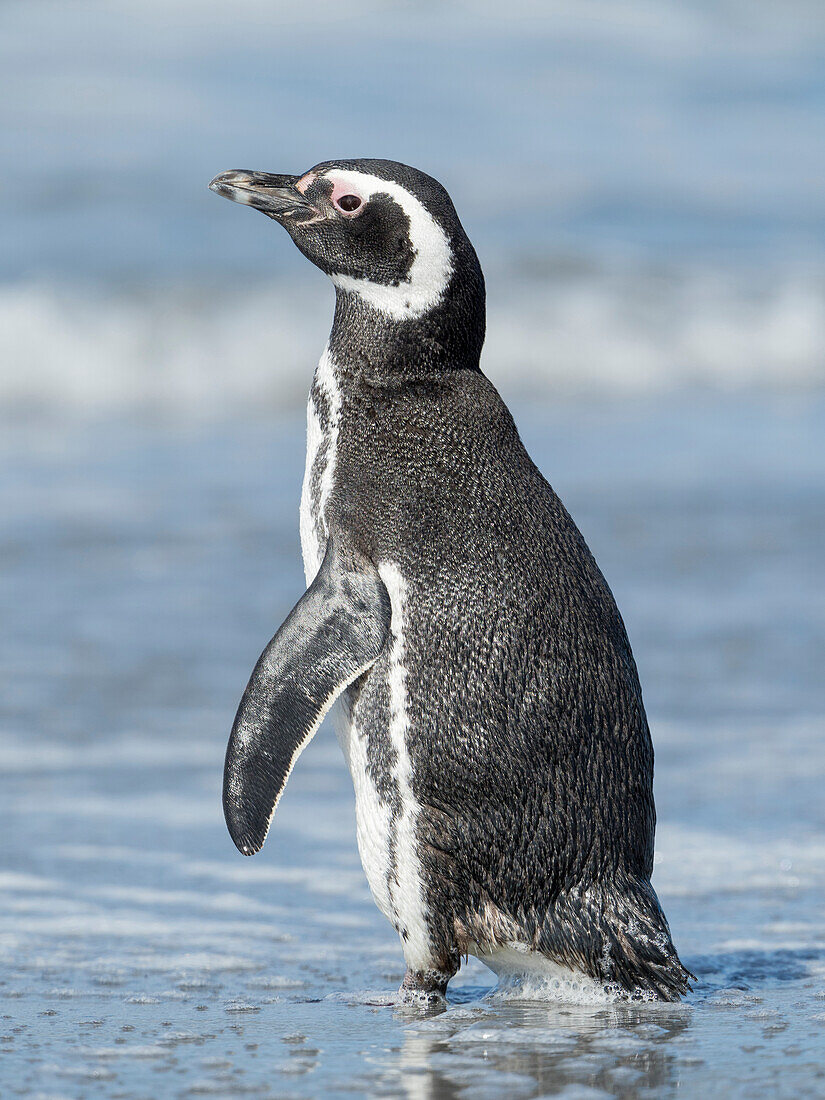 Magellanpinguin, Falklandinseln.