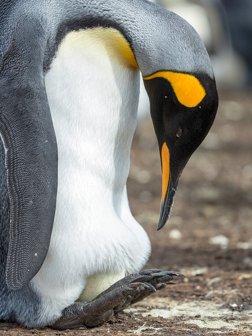 Egg being incubated by adult King Penguin while balancing on feet, Falkland Islands.