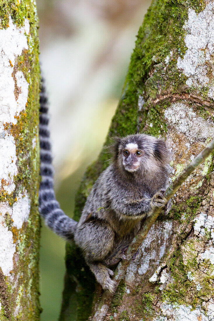 Brazil, State of Sao Paulo, Sao Paulo, common marmoset, (Callithrix jacchus). Common marmosets in the trees.