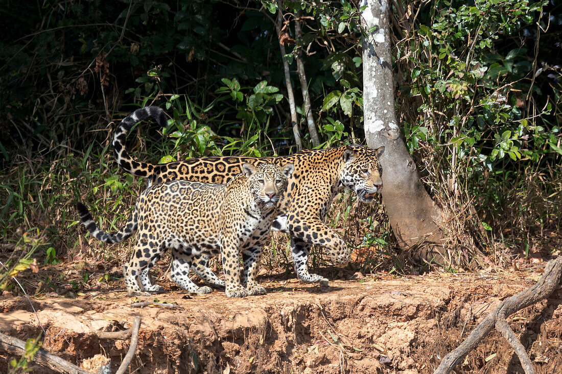 Brasilien, Mato Grosso, Das Pantanal, Rio Cuiaba, Jaguare (Panthera onca). Weiblicher Jaguar mit Jungtier am Ufer des Cuiaba-Flusses.