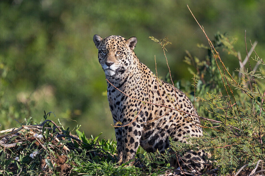 Brasilien, Mato Grosso, Das Pantanal, Rio Cuiaba, Jaguar (Panthera onca). Jaguar, der sich am Ufer des Cuiaba-Flusses ausruht.