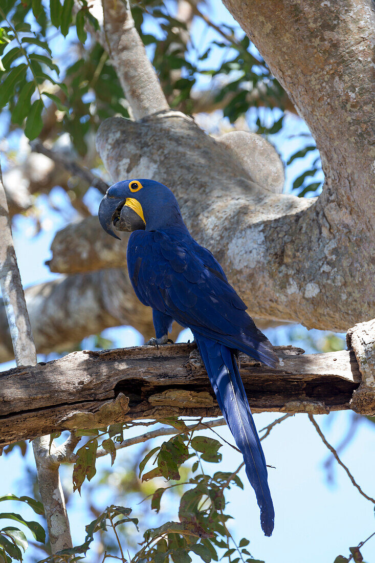 Brazil, Mato Grosso, The Pantanal, hyacinth macaw, (Anodorhynchus hyacinthinus). Hyacinth macaw on tree branch.