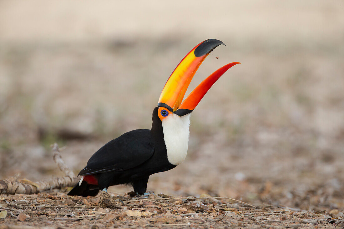 Brazil, Mato Grosso, The Pantanal, toco toucan (Ramphastos toco). Toco toucan feeding on insects.