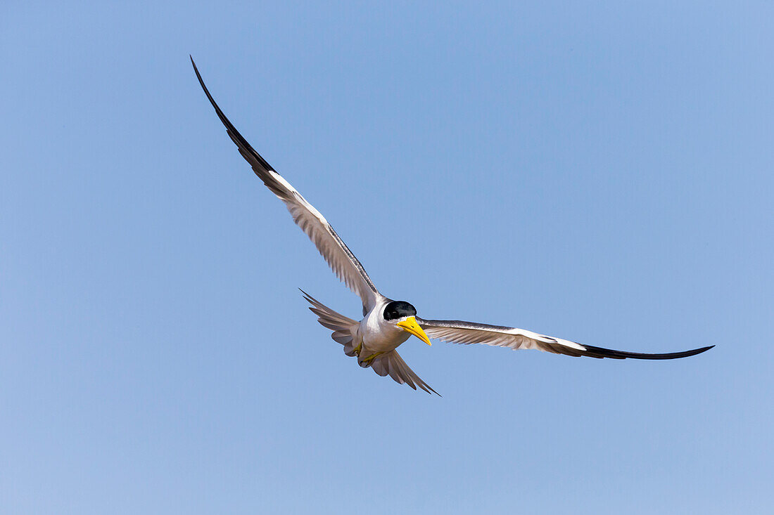 Brazil, Mato Grosso, The Pantanal, large-billed tern, (Phaetusa simplex). Large-billed tern in flight