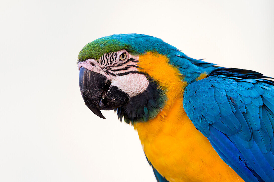 Brazil, Mato Grosso, The Pantanal, blue-and-yellow macaw, (Ara ararauna). Blue-and-yellow macaw portrait.