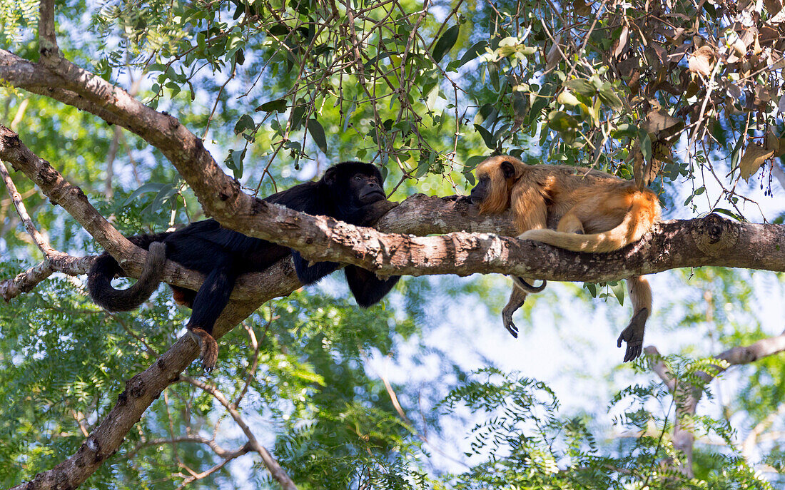 Brazil, Mato Grosso, The Pantanal, black howler monkeys, (Alouatta caraya). Male and female black howler monkeys in a tree.