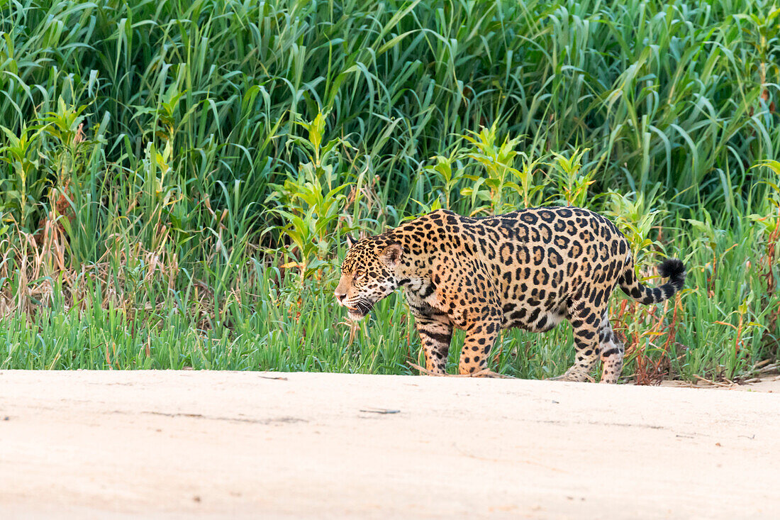 Brasilien, Mato Grosso, Das Pantanal, Rio Cuiaba, Jaguar (Panthera onca). Weiblicher Jaguar beim Spaziergang am Strand.