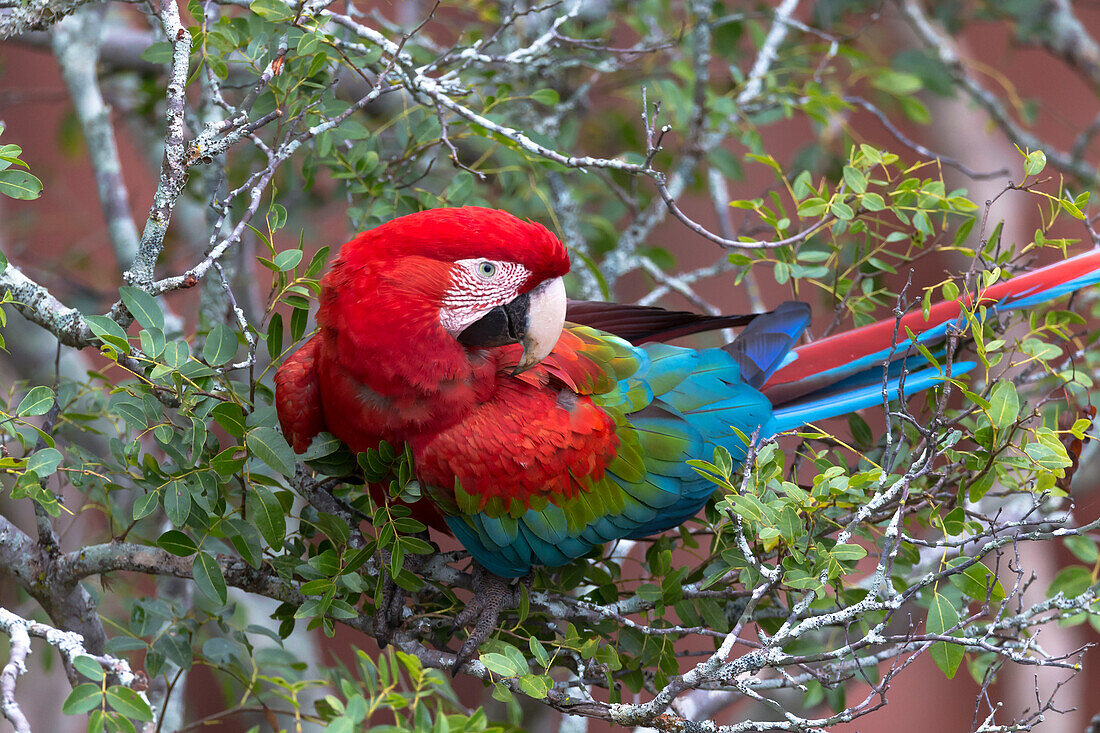 Brasilien, Mato Grosso do Sul, Jardim, Sinkhole of the Macaws. Porträt eines einzelnen rot-grünen Aras.