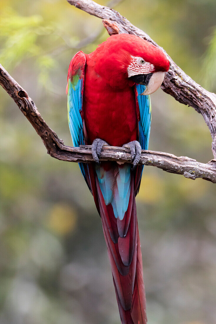 Brasilien, Mato Grosso do Sul, Jardim, Sinkloch der Aras. Porträt eines einzelnen rot-grünen Aras.