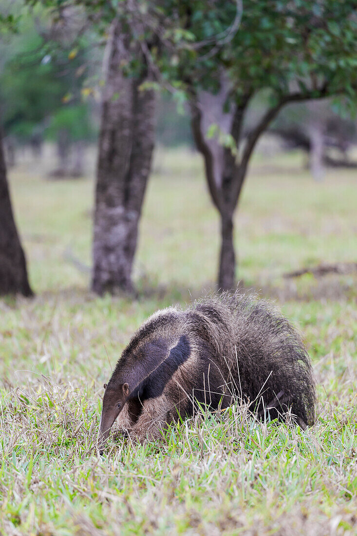 Brazil, Mato Grosso do Sul, near Bonito. Giant anteater eating ants and termites in an open field.