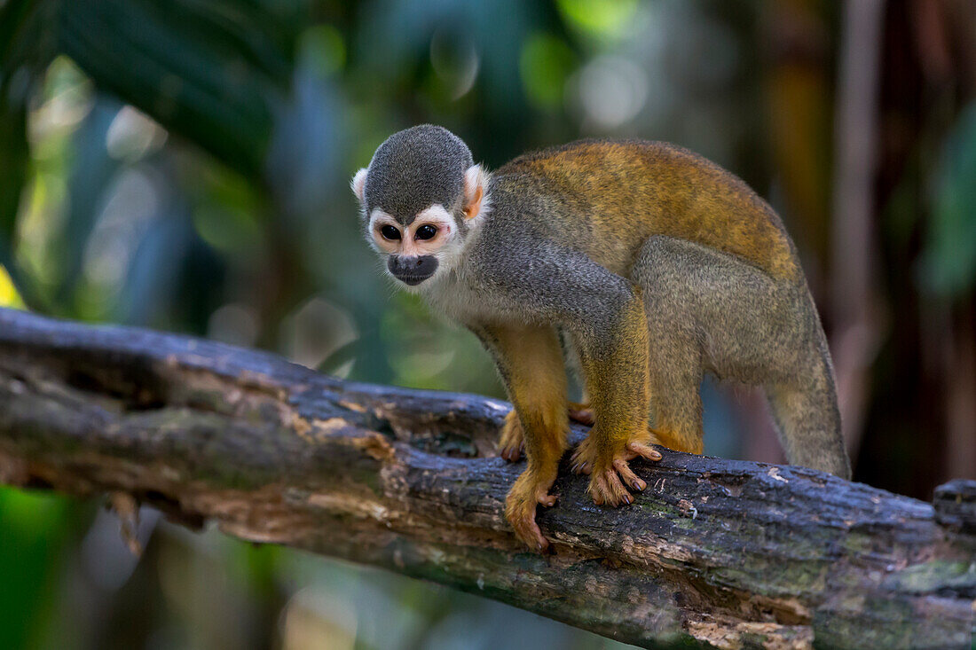 Brazil, Amazon, Manaus, Amazon EcoPark Jungle Lodge, common squirrel monkey, Saimiri sciureus. Common Squirrel monkey in the trees.