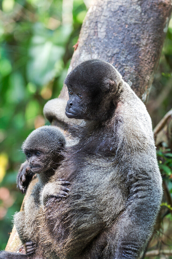 Brazil, Amazon, Manaus. Female common woolly monkey with baby.