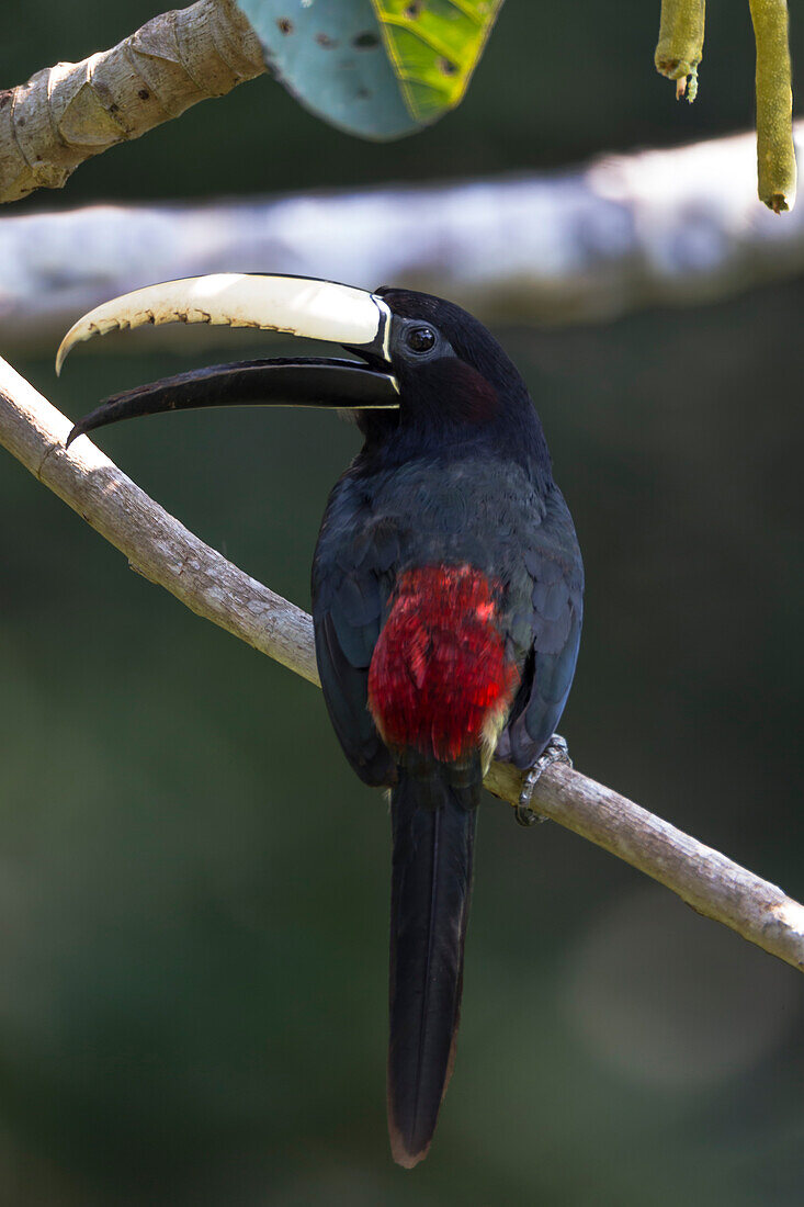 Brasilien, Amazonas, in der Nähe von Manaus, Schwarzhalsarassari, Pteroglossus aracari. Porträt eines Schwarznackenarassari.