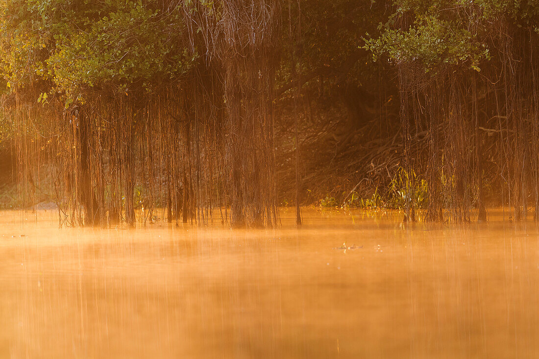 Brazil, The Pantanal, Rio Cuiaba. The mist rises off the river in the early morning.
