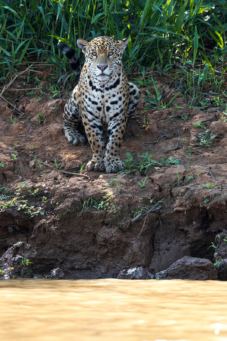 Brazil, The Pantanal, Rio Cuiaba, jaguar, Panthera onca. A female jaguar sits on the river bank watching for prey.