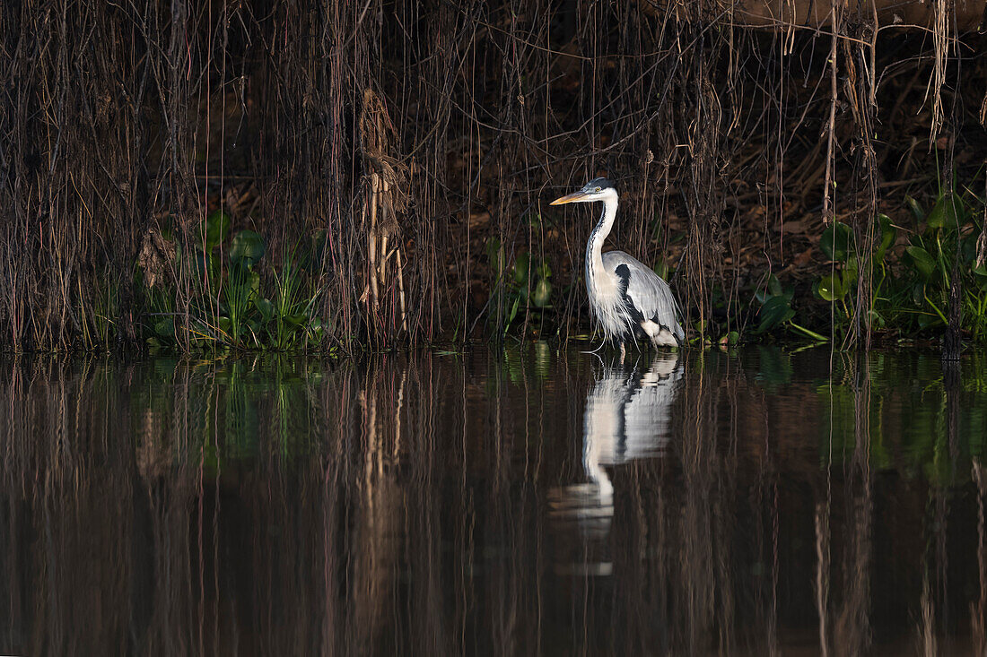 Brasilien, Das Pantanal, Cocoireiher, Ardea cocoi. Porträt eines Cocoi-Reihers, der im Wasser zwischen den Weinreben steht.