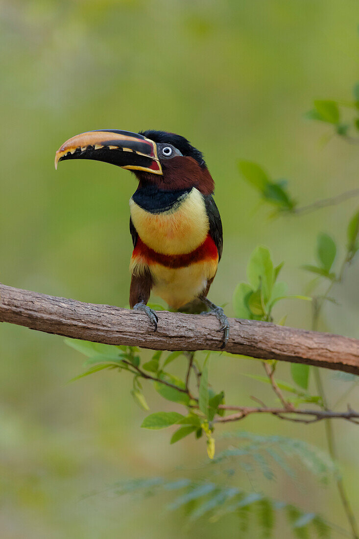 Brasilien, Das Pantanal, Kastanienohr-Arakari, Pteroglossus castanotis. Porträt eines Kastanienohr-Arakaris, der auf einer Weinrebe sitzt.