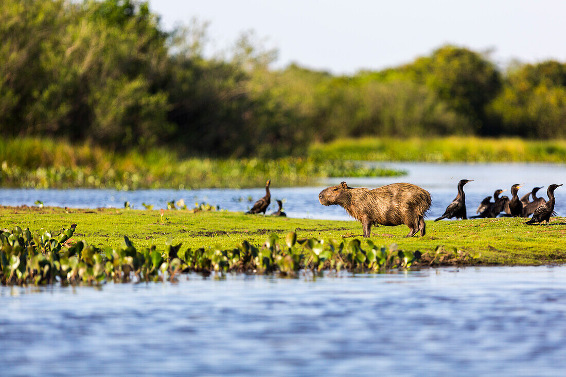 Wasserschwein, das im warmen Licht an einem Flussufer in der Nähe einer Schar von Kormoranen im brasilianischen Pantanal ruht