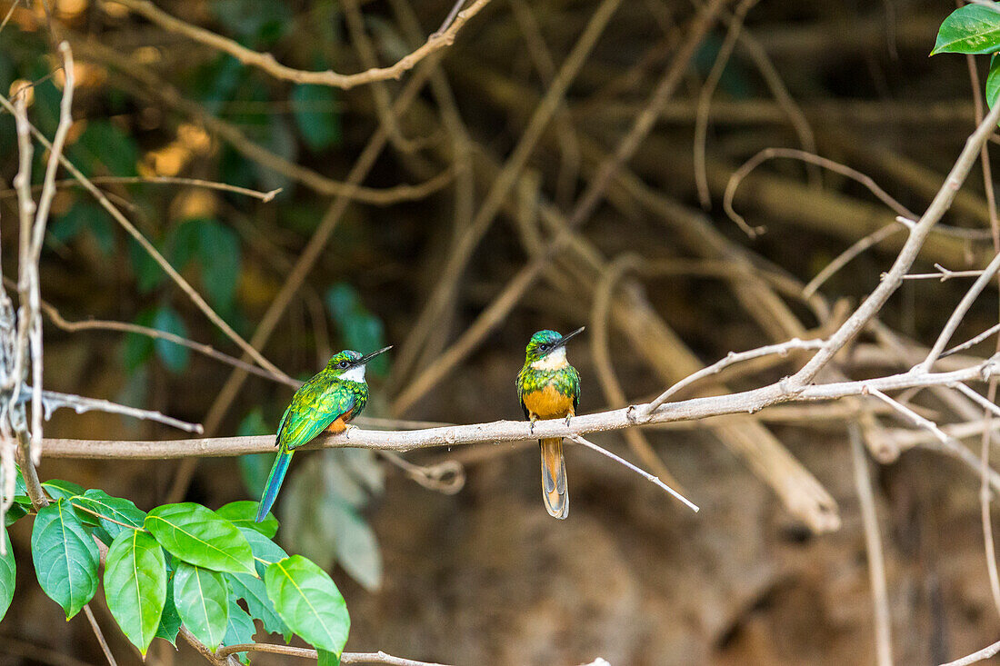 Breeding pair of green-tailed jacamars rest together along a river in the Brazilian Pantanal