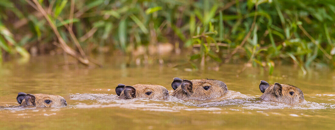 Brasilien. Wasserschweine (Hydrochoerus hydrochaeris) sind Nagetiere, die häufig im Pantanal, dem größten tropischen Feuchtgebiet der Welt und UNESCO-Welterbe, vorkommen.
