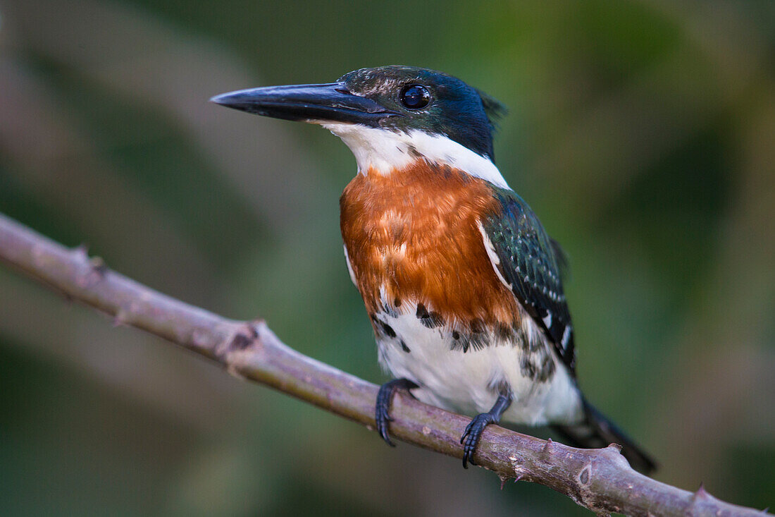 Brazil. A Green kingfisher (Cloroceryle Americana) commonly found in the Pantanal, the world's largest tropical wetland area, UNESCO World Heritage Site.