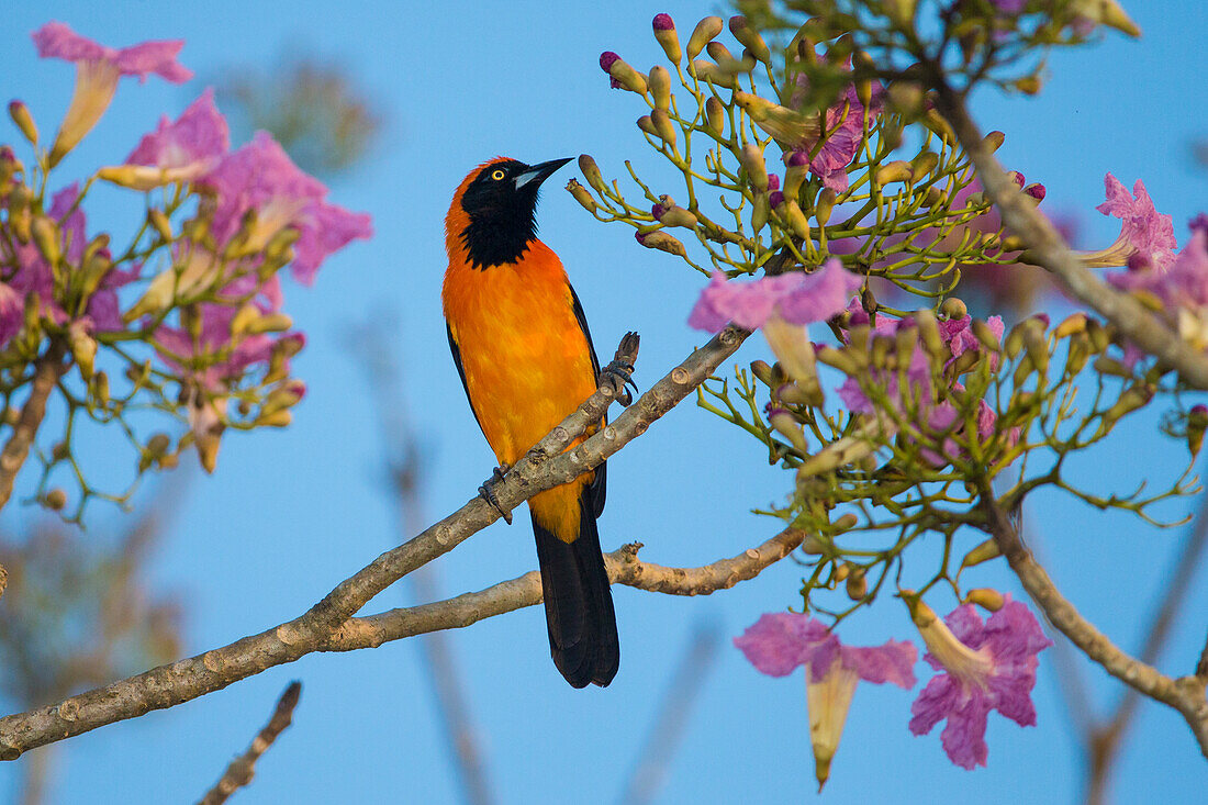 Brazil. An orange-backed troupial (Icterus croconotus) harvesting the blossoms of a pink trumpet tree (Tabebuia impetiginosa) in the Pantanal, the world's largest tropical wetland area, UNESCO World Heritage Site.