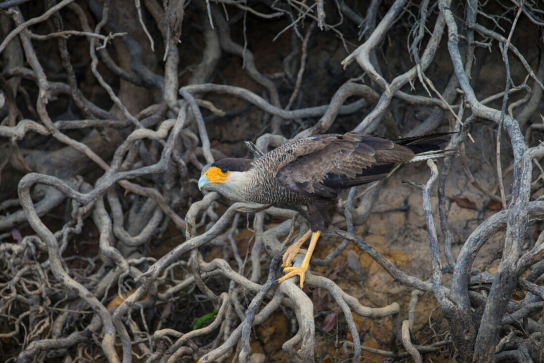 Brasilien. Der Schopfkarakara (Caracara plancus) ist ein mit den Falken verwandter Greifvogel, hier beim Fischen an einem Flussufer im Pantanal, dem größten tropischen Feuchtgebiet der Welt, UNESCO-Welterbestätte.