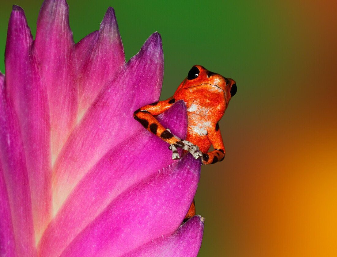 South America, Panama. Strawberry poison dart frog on bromeliad flower