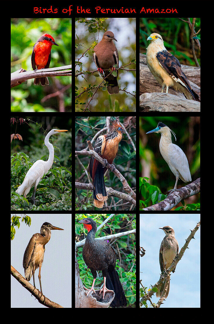 Poster featuring nine birds founds in the Amazon rainforest of northern Peru