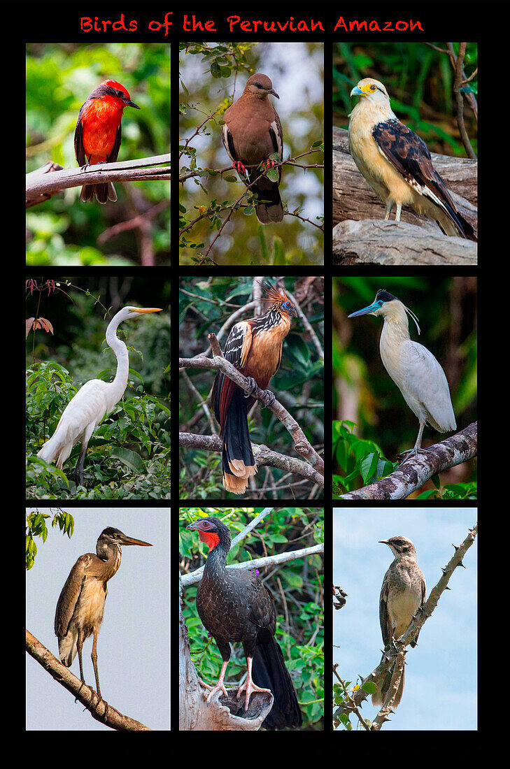 Poster mit neun Vögeln, die im Amazonas-Regenwald im Norden Perus gefunden wurden