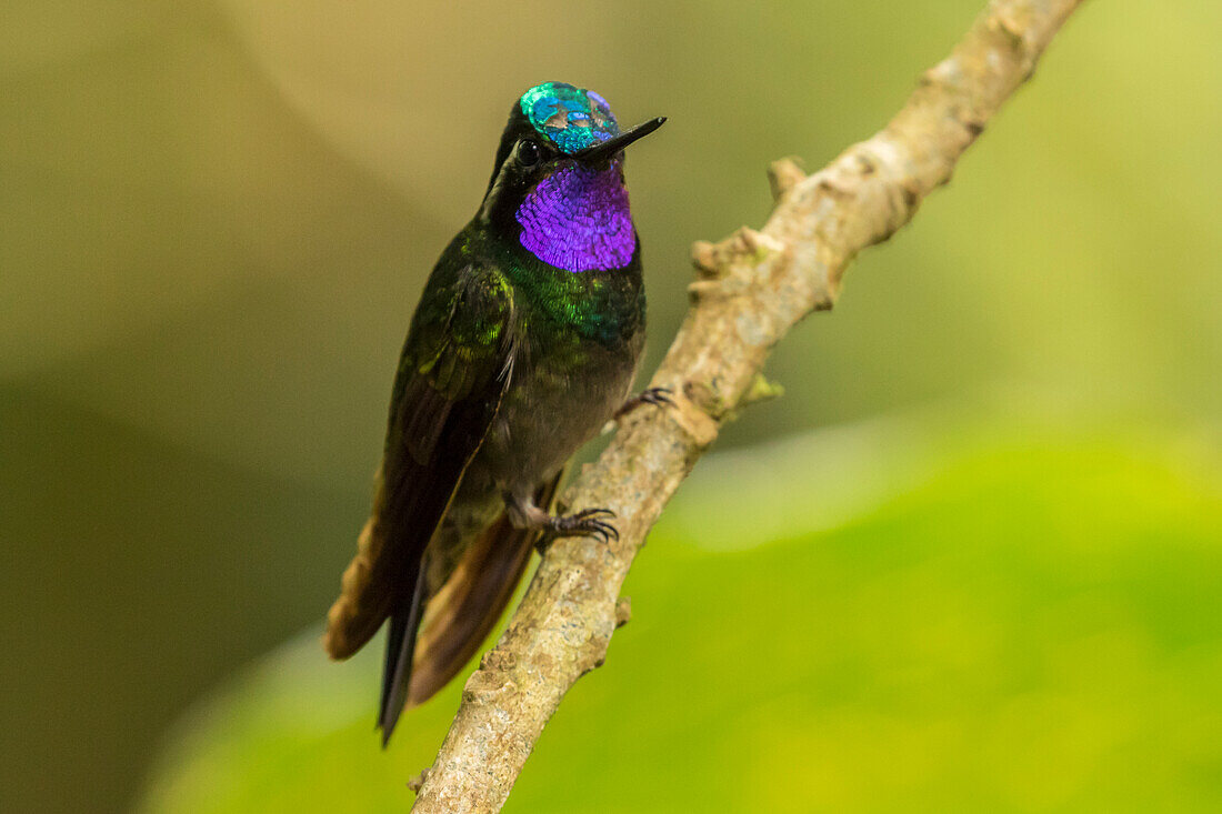 Central America, Costa Rica, Monteverde Cloud Forest Biological Reserve. Purple-throated Mountain-gem on limb