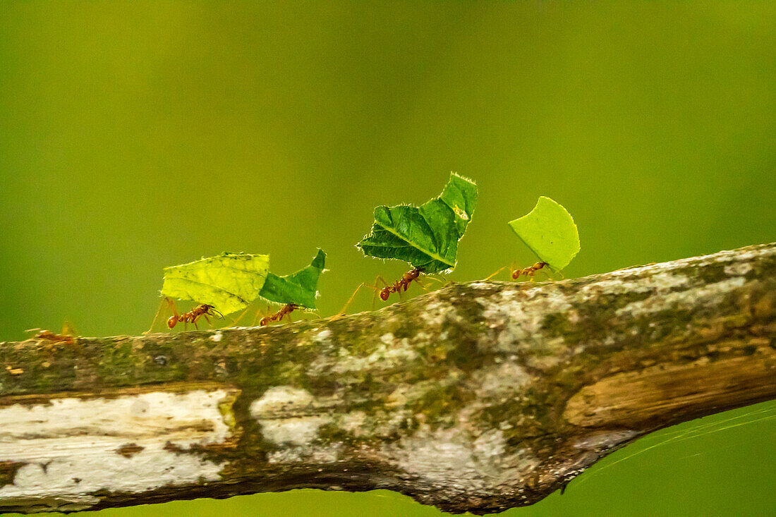 Central America, Costa Rica, Monteverde Cloud Forest Biological Reserve. Leaf-cutter ants carrying leaves