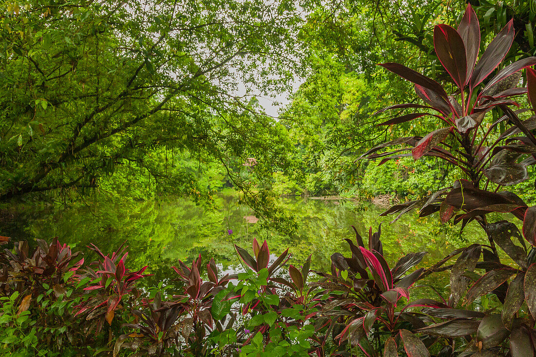 Mittelamerika, Costa Rica, Sarapiqui-Fluss-Tal. Regenwald und Teich in malerischer Umgebung