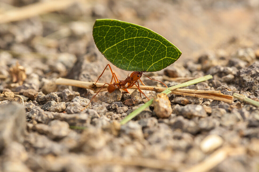 Central America, Costa Rica, Monteverde Cloud Forest Biological Reserve. Leaf-cutter ant carrying leaf
