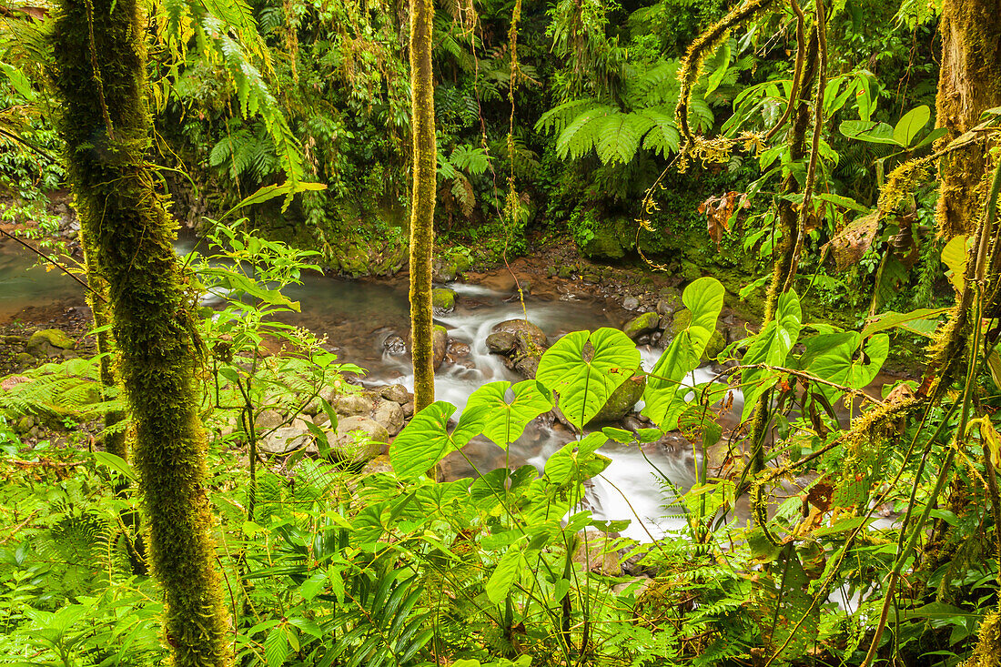 Central America, Costa Rica. Monte Verde, La Paz River, rain forest