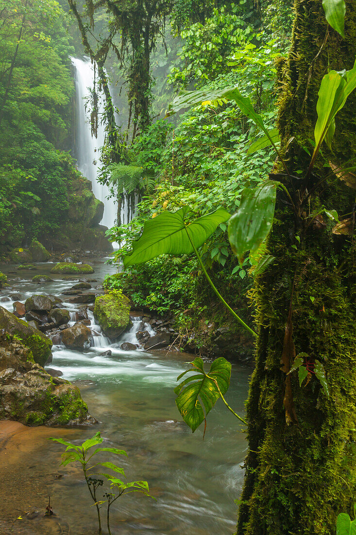 Costa Rica, La Paz River Valley, La Paz Waterfall Garden. Waterfall and stream landscape