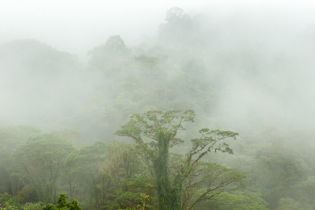 Costa Rica, La Paz River Valley, La Paz Waterfall Garden. Fog over rainforest