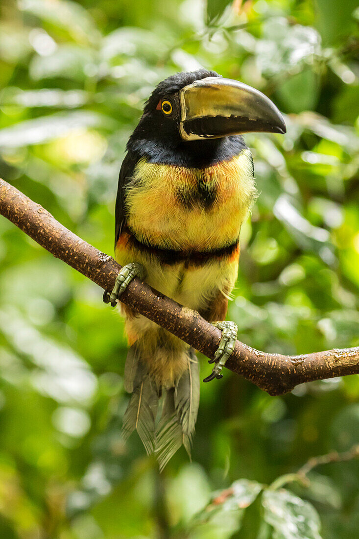 Costa Rica, La Selva Biological Research Station. Collared aricari on limb