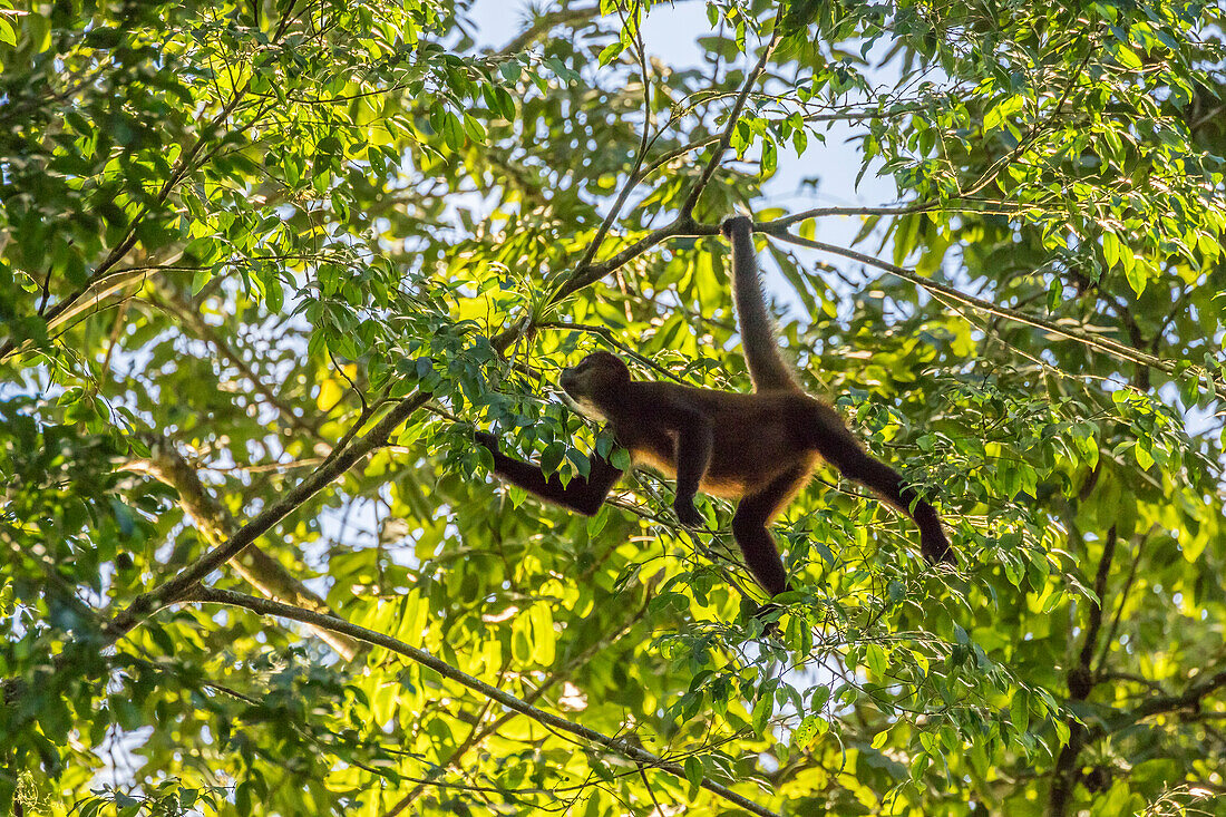 Costa Rica, La Selva Biological Research Station. Spider monkey in tree