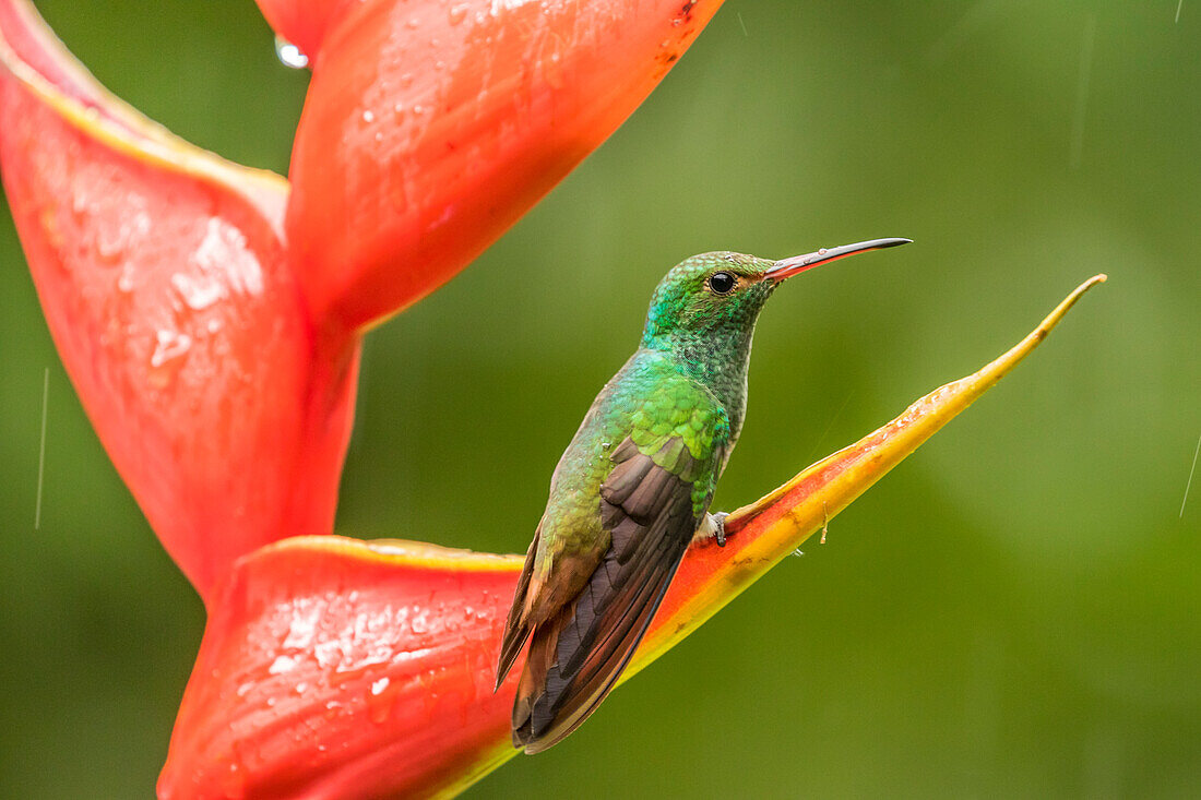 Costa Rica, Sarapiqui-Fluss-Tal. Rotschwanzkolibri auf einer Heliconia-Pflanze