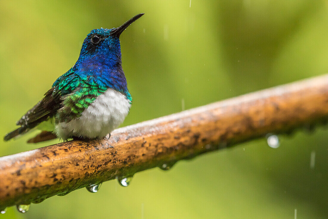 Costa Rica, Sarapiqui-Fluss-Tal. Männlicher Weißhals-Jacobin auf einem Ast im Regen