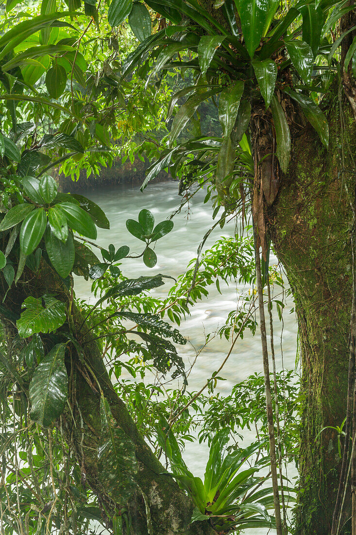 Costa Rica, Sarapiqui-Fluss-Tal. Rio Puerto Viejo Fluss im Regenwald