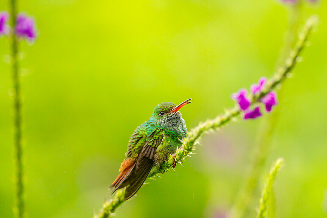 Costa Rica, Arenal. Rotschwanzkolibri und Eisenkrautblüte
