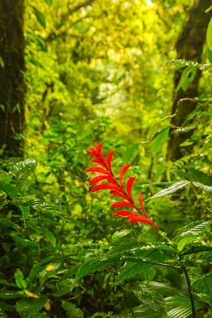 Costa Rica, Monte Verde Nebelwald-Reservat. Regenwald, malerisch