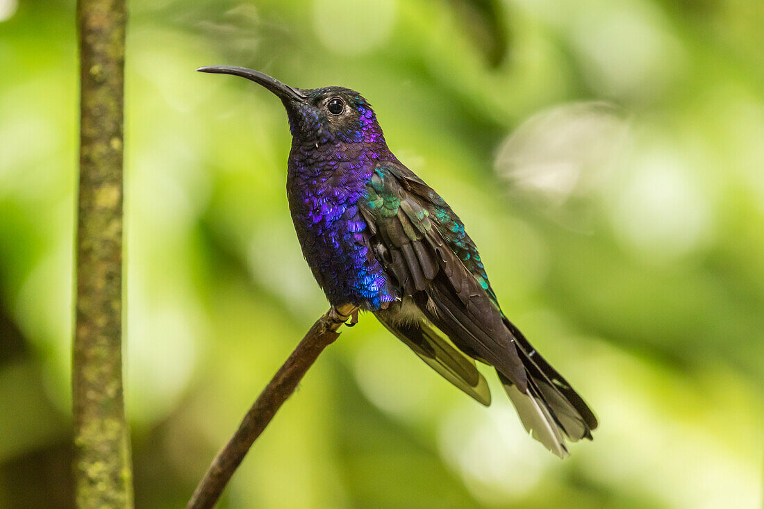 Costa Rica, Monte Verde Cloud Forest Reserve. Violet sabrewing close-up