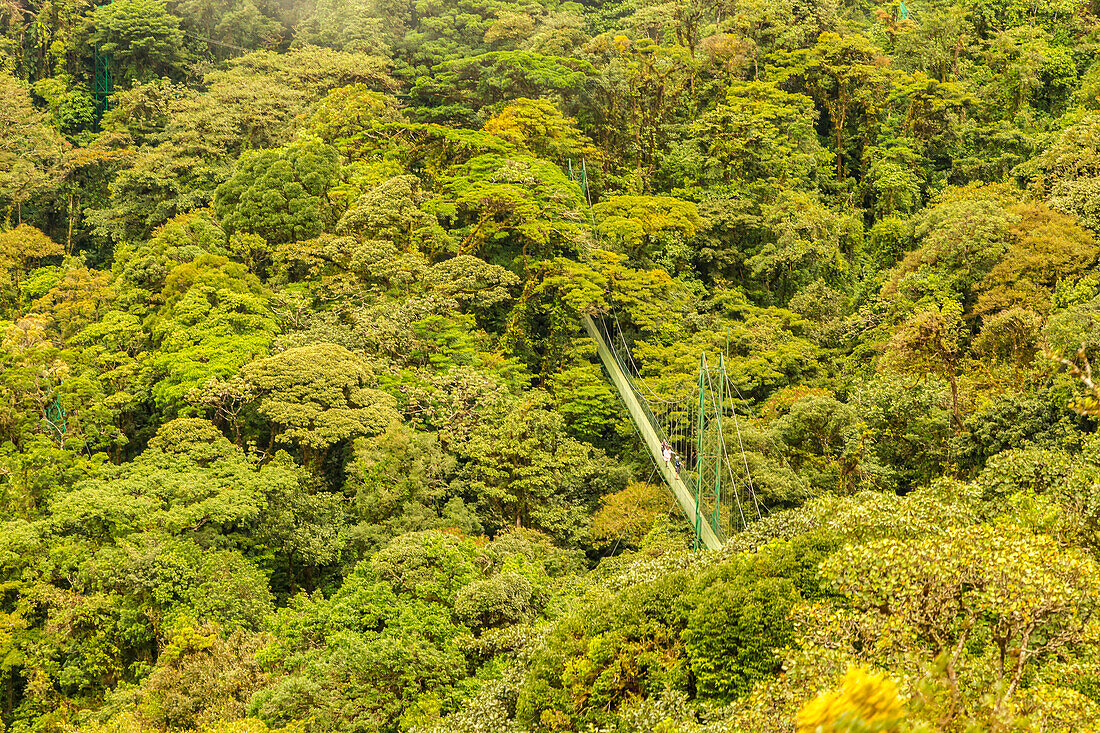 Costa Rica, Monte Verde Cloud Forest Reserve. Hanging bridge in rainforest