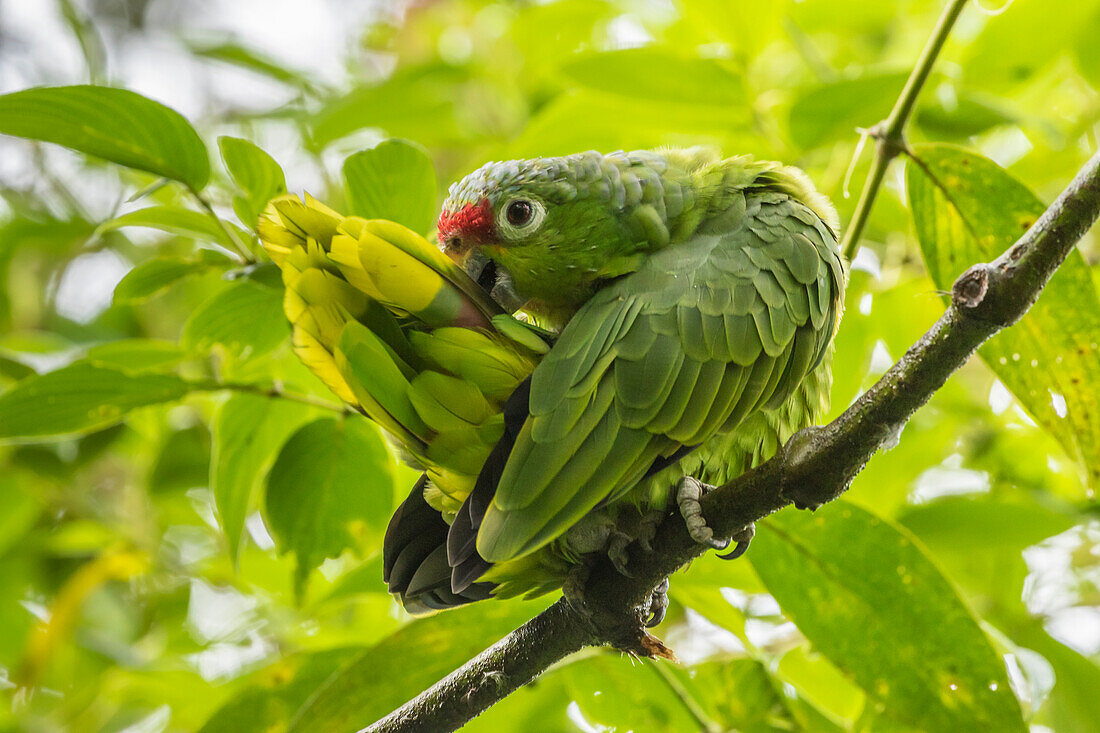 Costa Rica, La Paz River Valley, La Paz Waterfall Garden. Captive red-lored parrot preening