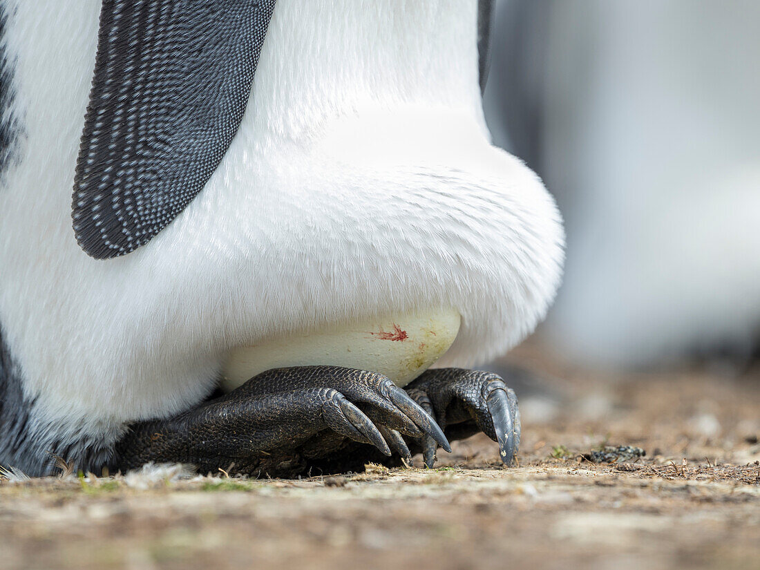 Ein Ei wird von einem erwachsenen Königspinguin ausgebrütet, während er auf den Füßen balanciert, Falklandinseln.